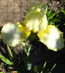 Iris - Vilkdalgis - Border Cream